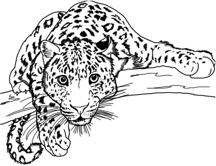 jaguár a fán nyomtatható kifestőkönyv