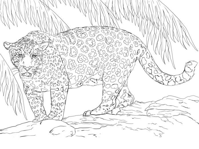 jaguar bajo el árbol libro para colorear para imprimir