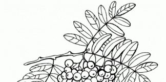 rowan tree on a branch coloring book to print