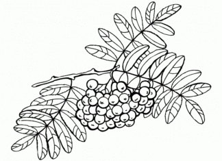 rowan tree on a branch coloring book to print
