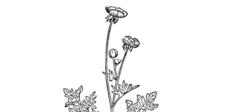 buttercup sharp flower coloring book to print