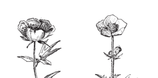 buttercup sharp flowers in a meadow coloring book to print