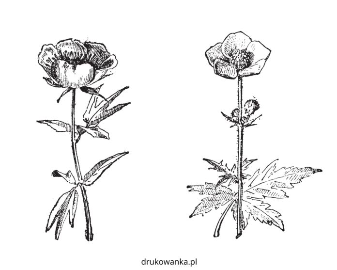 草原のキンポウゲ科の花 印刷用塗り絵帳