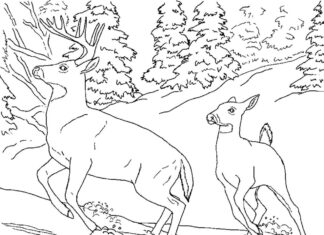 deer in winter coloring book to print