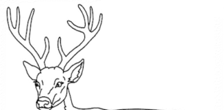 deer coloring book to print