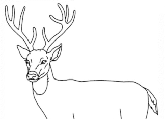 deer coloring book to print