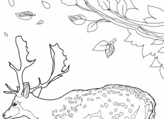 deer in the forest coloring book to print
