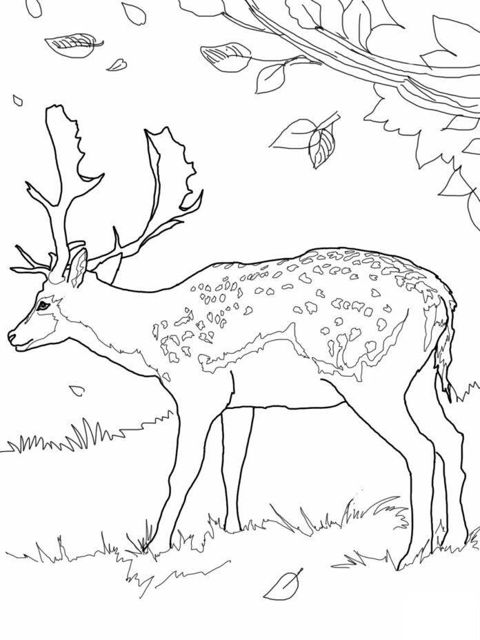 deer in the forest coloring book to print
