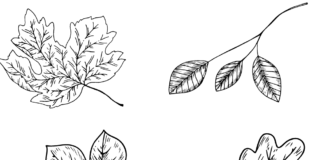 autumn leaves coloring book to print