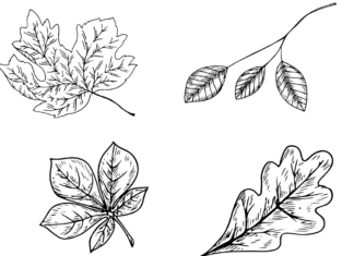 autumn leaves coloring book to print