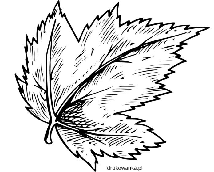 Autumn leaf coloring book to print