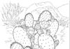 cactus coloring book to print