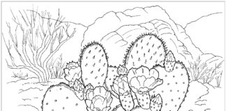 cactus coloring book to print