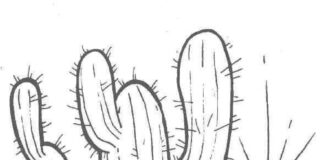 cacti coloring book to print