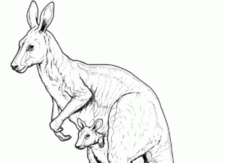 australialainen kenguru värityskirja tulostettava