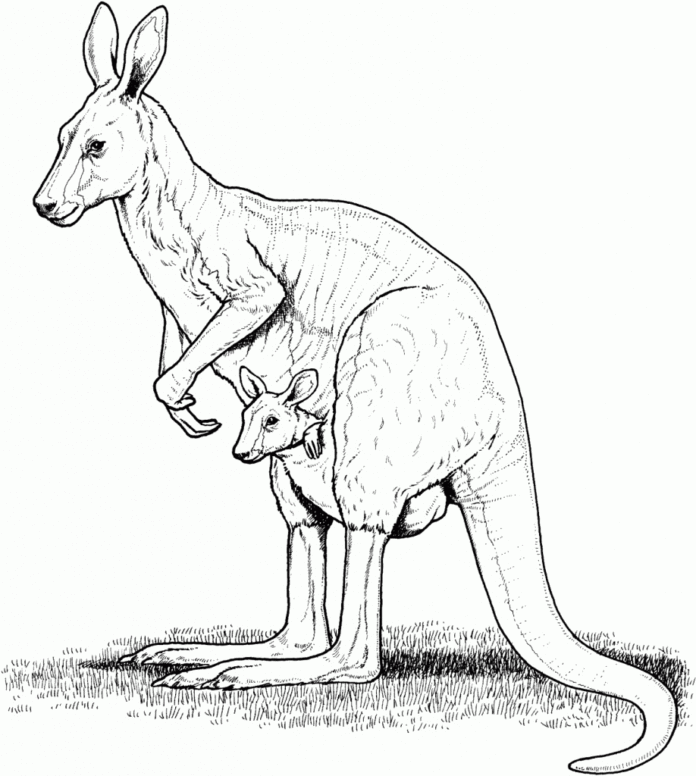 australialainen kenguru värityskirja tulostettava