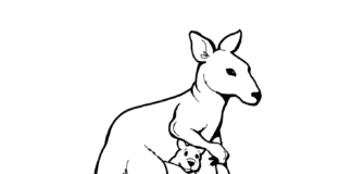 känguru för barn, en målarbok att skriva ut