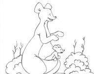 kangur rysunek kolorowanka do drukowania