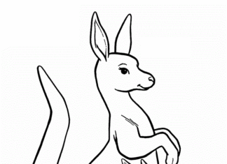 Känguru mit kleinem Känguru Malbuch zum Ausdrucken