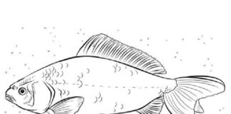 carp feeding coloring book to print