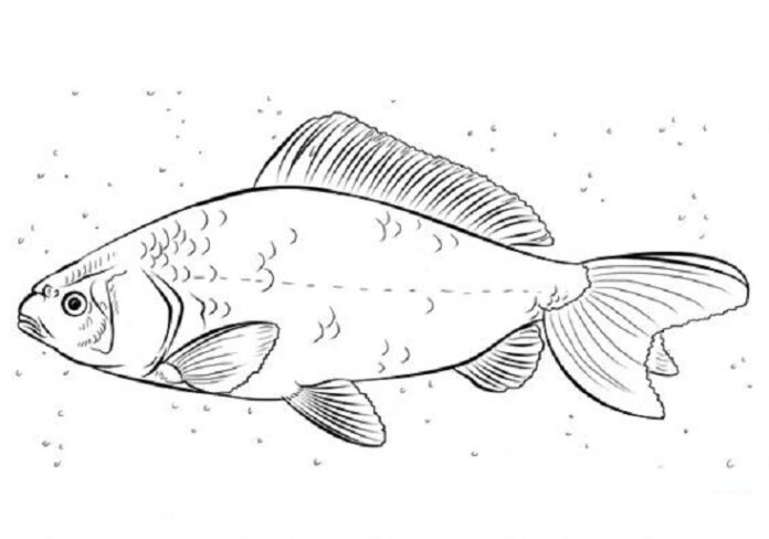 鯉の餌付け塗り絵印刷