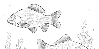 carp under water coloring book to print