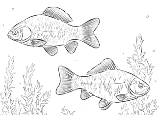 carp under water coloring book to print