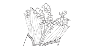 muguet dans une enveloppe livre de coloriage imprimable