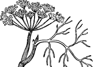 dill printable coloring book