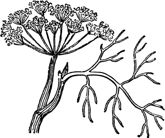dill printable coloring book