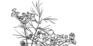 dill coloring book to print