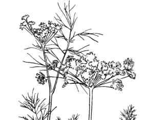 dill coloring book to print