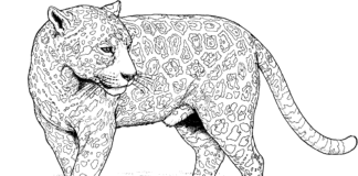 libro para colorear del gato jaguar en el desierto para imprimir