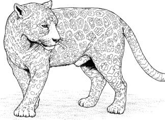 jaguar cat in the desert coloring book to print