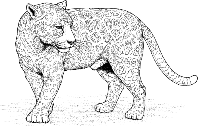 mačka jaguár v púšti na vyfarbenie k vytlačeniu