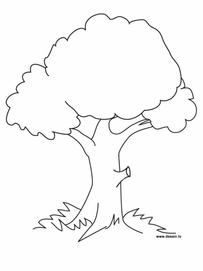 tree crown coloring book to print