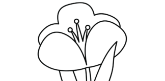 crocus drawing for kids coloring book to print