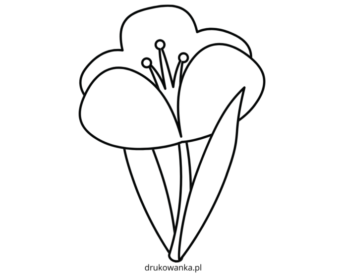 crocus drawing for kids coloring book to print