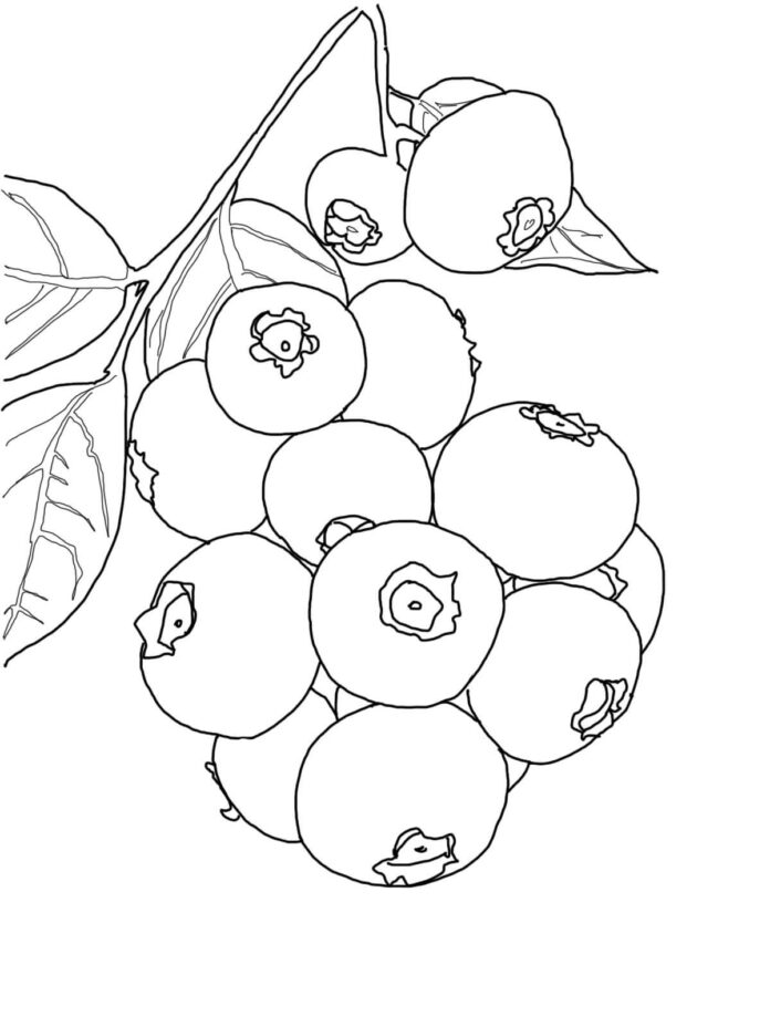 blueberry bush coloring book to print