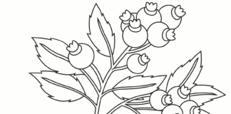 ブルーベリーの茂みにいっぱいのブルーベリー印刷イメージ
