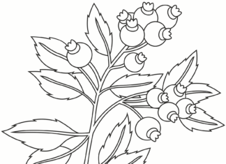 ブルーベリーの茂みにいっぱいのブルーベリー印刷イメージ