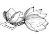 Magnoliebusken til udskrivning som malebog