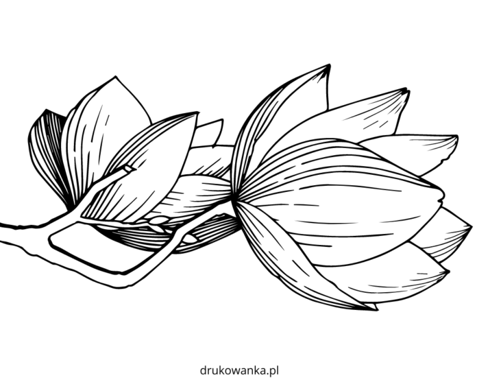 libro da colorare stampabile del cespuglio di magnolia