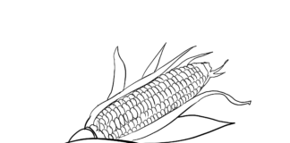 corn coloring book to print