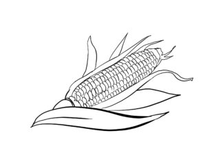 kukuřice k vytisknutí omalovánky
