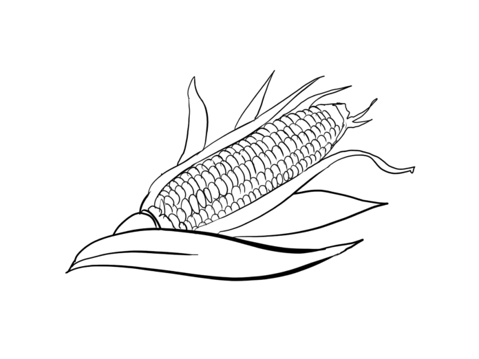 kukuřice k vytisknutí omalovánky