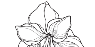 livre de coloriage de fleurs d'amaryllis à imprimer