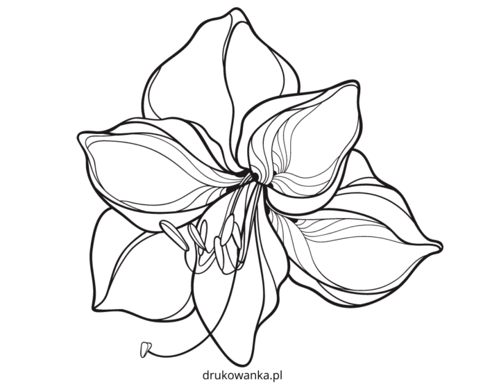 amaryllis blomst malebog til udskrivning