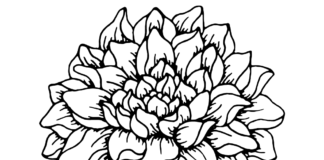 dahlia flower coloring book to print