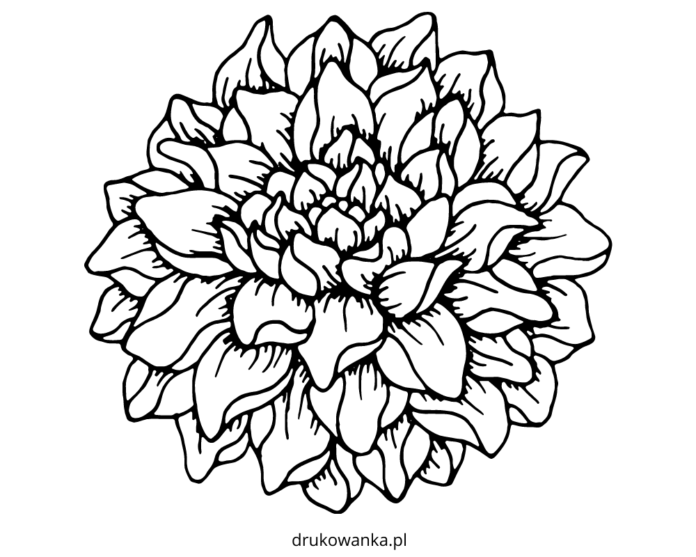 dália virág nyomtatható színezőkönyv